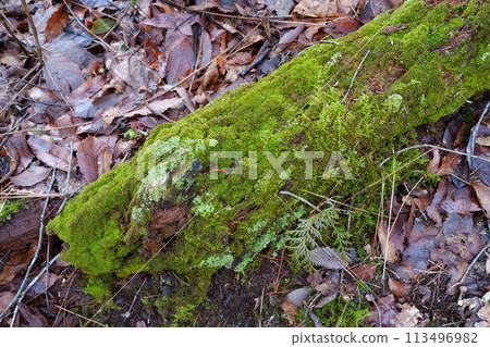 Moss in the forest Moss in the forest 113496982