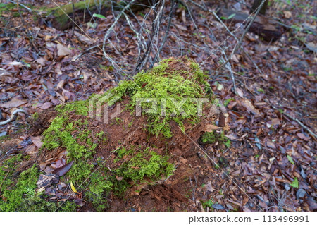 在森林裡的苔蘚 113496991