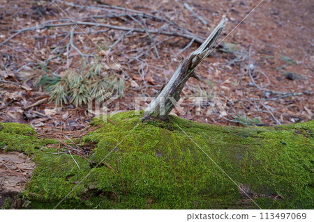 在森林裡的苔蘚 113497069