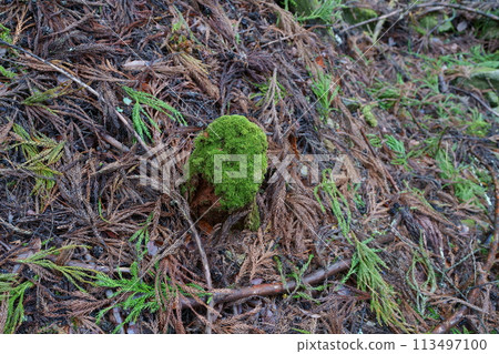 Moss in the forest Moss in the forest 113497100