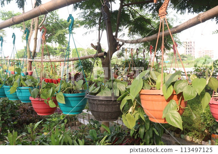 Heartleaf philodendron Plant on hanging pot in farm 113497125