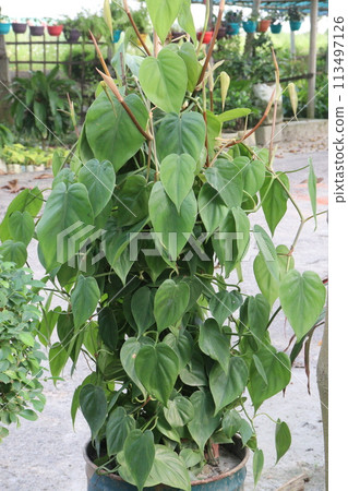 Heartleaf philodendron Plant on pot in farm 113497126