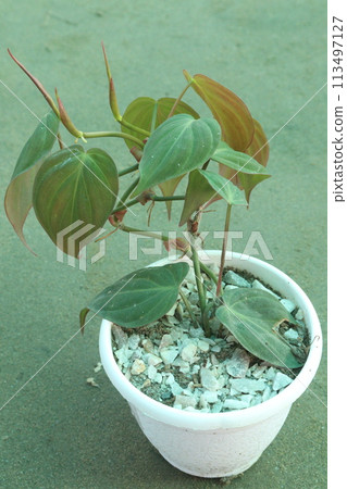 Heartleaf philodendron Plant on pot in farm 113497127