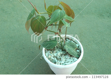 Heartleaf philodendron Plant on pot in farm 113497128