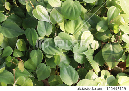 Heartleaf philodendron Plant on farm Heartleaf philodendron Plant on farm 113497129