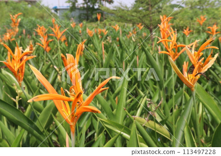 Heliconia Psittacorum flower plant on farm Heliconia Psittacorum flower plant on farm 113497228