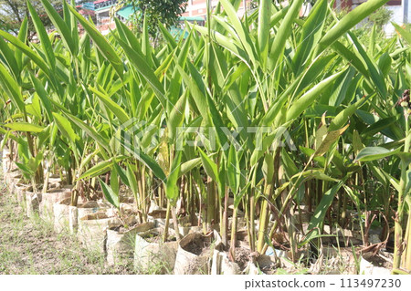Heliconia Psittacorum flower plant on farm 113497230