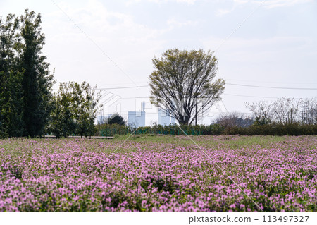 Flower fields and Saitama New Urban Center Flower fields and Saitama New Urban Center 113497327