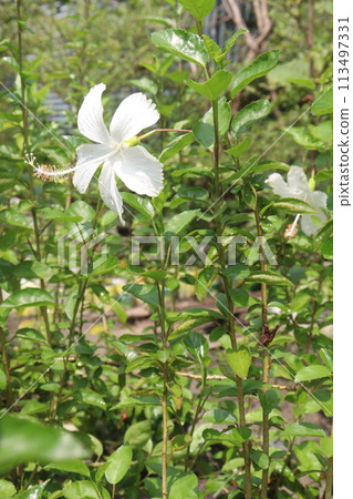 White Hibiscus flower on tree in farm 113497331