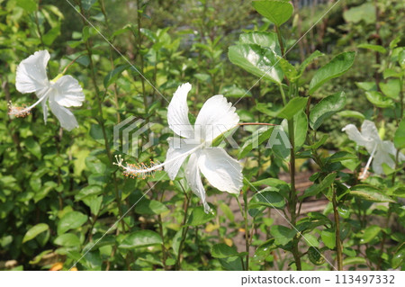 White Hibiscus flower on tree in farm 113497332