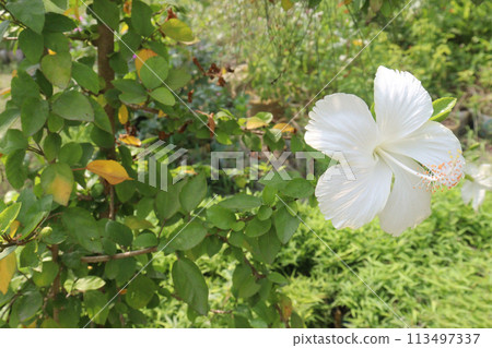 White Hibiscus flower on tree in farm White Hibiscus flower on tree in farm 113497337