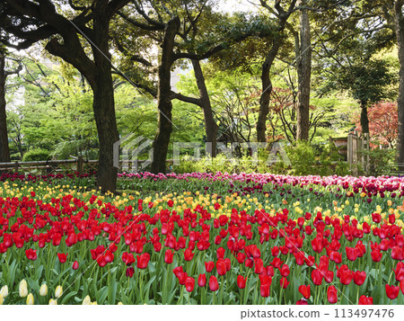 Spring in Yokohama Park and Japanese Garden Spring in Yokohama Park and Japanese Garden 113497476