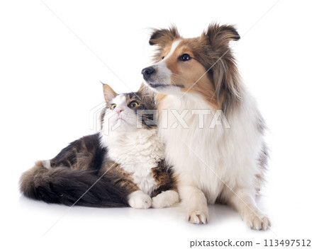 shetland dog ans maine coon cat 113497512