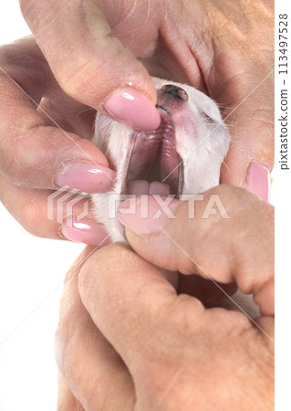 chihuahua in studio chihuahua in studio 113497528