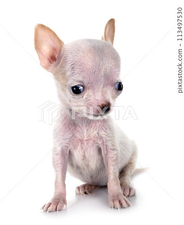 chihuahua in studio chihuahua in studio 113497530