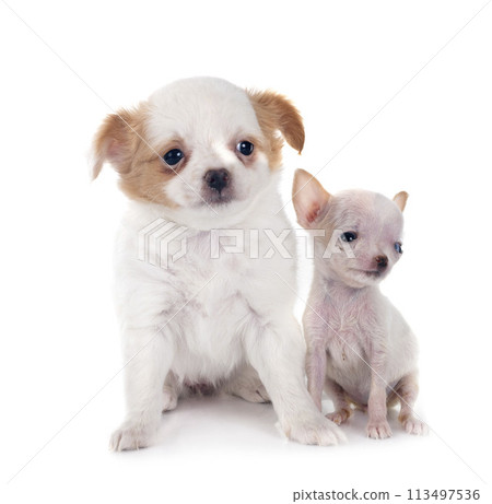 chihuahuas in studio chihuahuas in studio 113497536