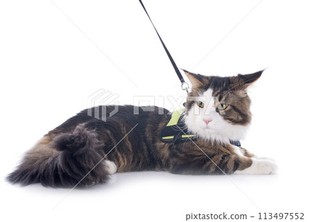 maine coon cat 113497552