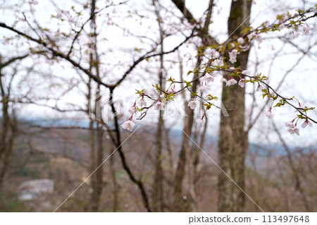 豆櫻花 豆櫻花 113497648