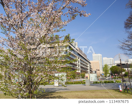 Cherry blossoms in full bloom and Landmark Tower Cherry blossoms in full bloom and Landmark Tower 113497675