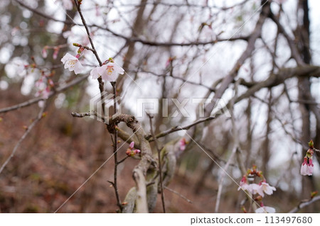 Mamezakura flower 113497680