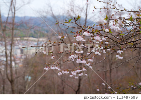 豆櫻花 豆櫻花 113497699