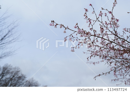 豆櫻花 豆櫻花 113497724