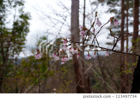 豆櫻花 豆櫻花 113497734