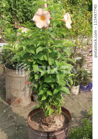 pink hibiscus flower on tree in farm 113497740