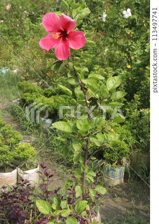 pink hibiscus flower on tree in farm 113497741