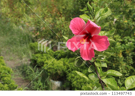 pink hibiscus flower on tree in farm pink hibiscus flower on tree in farm 113497743