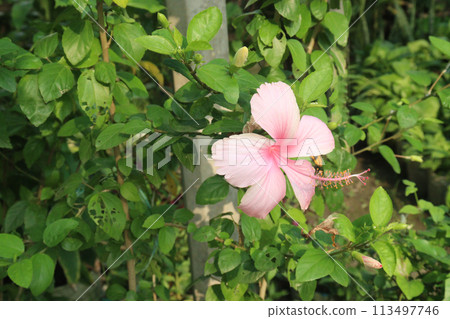 pink hibiscus flower on tree in farm pink hibiscus flower on tree in farm 113497746