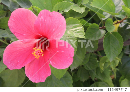 pink hibiscus flower on tree in farm 113497747