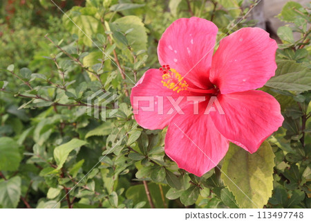 pink hibiscus flower on tree in farm pink hibiscus flower on tree in farm 113497748