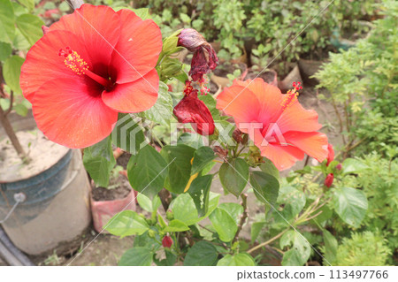 pink hibiscus flower on tree in farm pink hibiscus flower on tree in farm 113497766