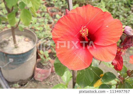 pink hibiscus flower on tree in farm pink hibiscus flower on tree in farm 113497767