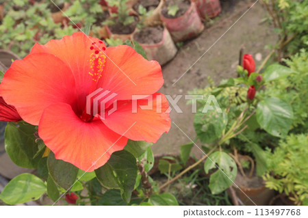 pink hibiscus flower on tree in farm pink hibiscus flower on tree in farm 113497768