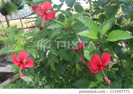 pink hibiscus flower on tree in farm pink hibiscus flower on tree in farm 113497773