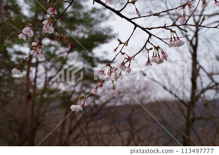 Mamezakura flower Mamezakura flower 113497777