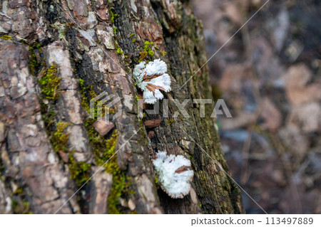 A mushroom sits on a log in the woods. 113497889