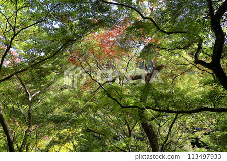 Brightly colored leaves of Japanese maple Brightly colored leaves of Japanese maple 113497933