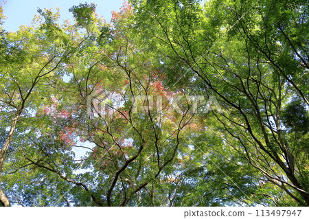 Brightly colored leaves of Japanese maple 113497947