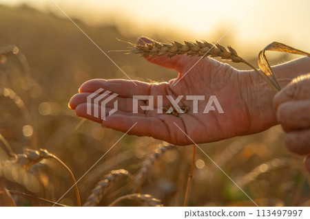 Close up of senior farmers hands holding and examining grains of wheat of wheat against a background of ears in the sunset light. Close up of senior farmers hands holding and examining grains of wheat of wheat against a background of ears in the sunset light. 113497997