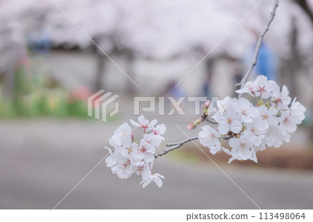 五顏六色的櫻花在春天的陽光下閃耀 113498064