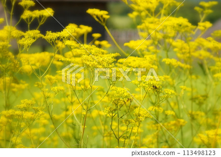 Lady's mantle (Ominaeshi) 113498123