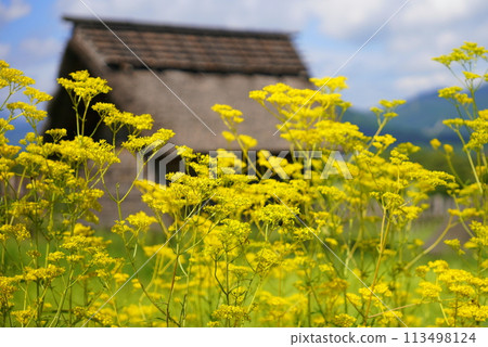 Ominaeshi flowers at the Yoshinogari ruins 113498124