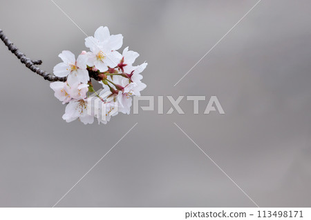 Colorful cherry blossoms shining in the spring sunshine 113498171