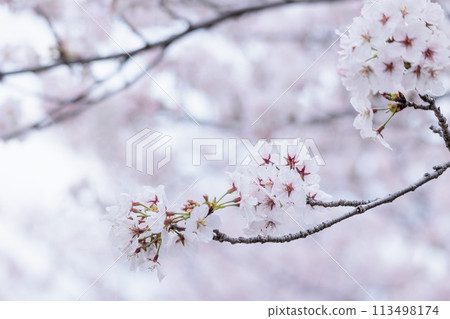 Colorful cherry blossoms shining in the spring sunshine Colorful cherry blossoms shining in the spring sunshine 113498174