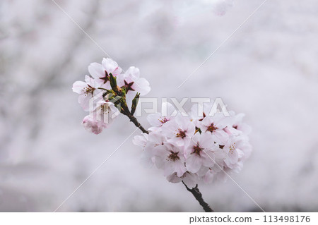 Colorful cherry blossoms shining in the spring sunshine 113498176