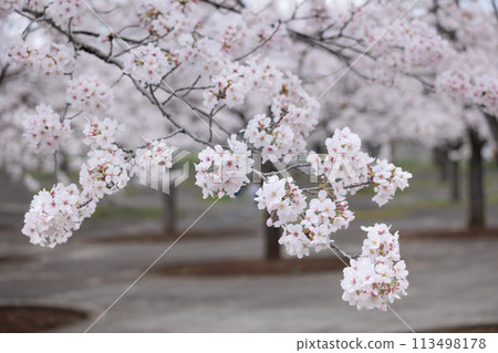 Colorful cherry blossoms shining in the spring sunshine 113498178