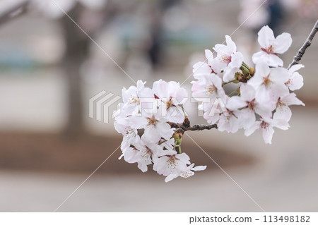 五顏六色的櫻花在春天的陽光下閃耀 五顏六色的櫻花在春天的陽光下閃耀 113498182